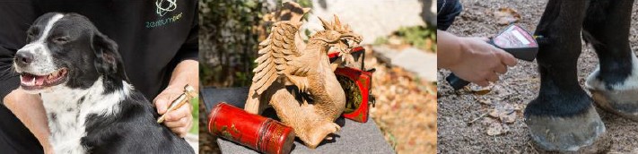 Fachausbildung in Traditioneller Chinesischer Veterinärmedizin (TCVM) für Hund|Katze|Pferd