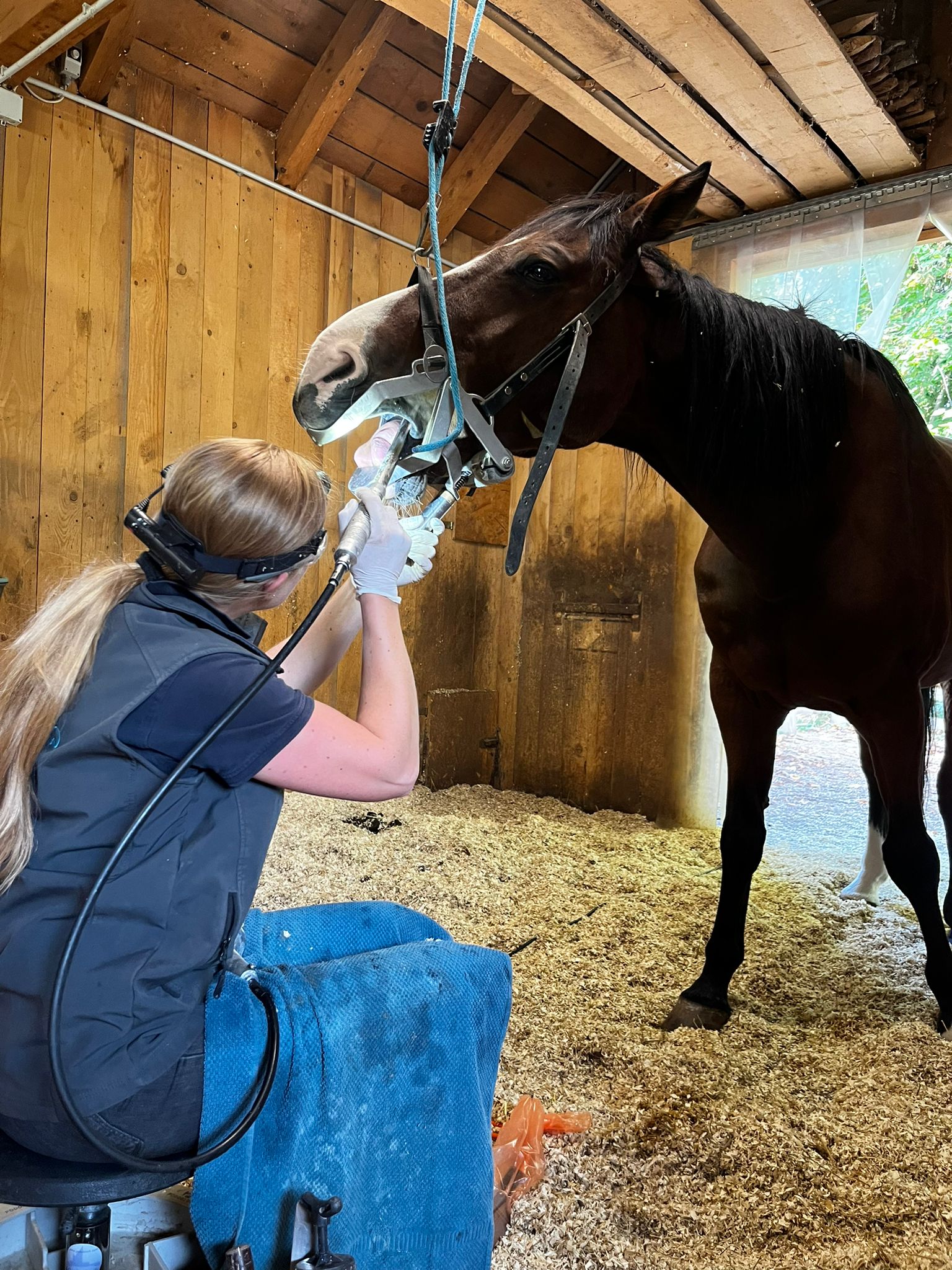 Veterinarian at Work