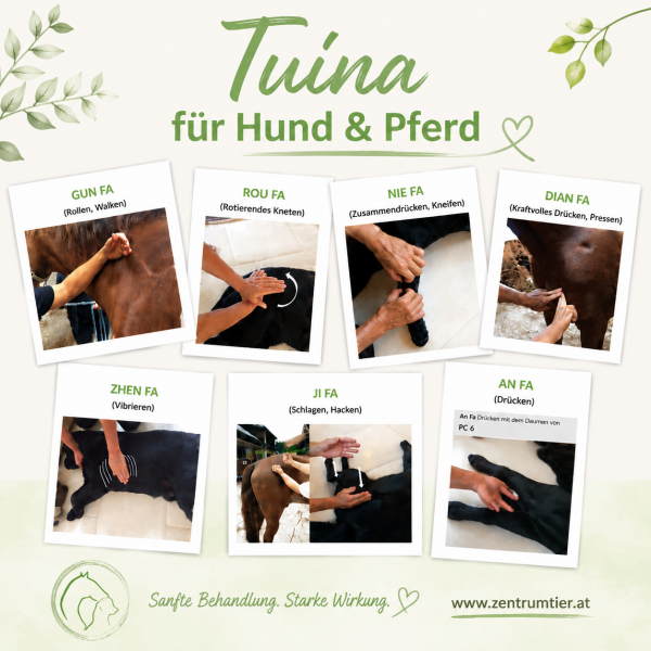 Tuina_fr_Hund_und_Pferd_2026