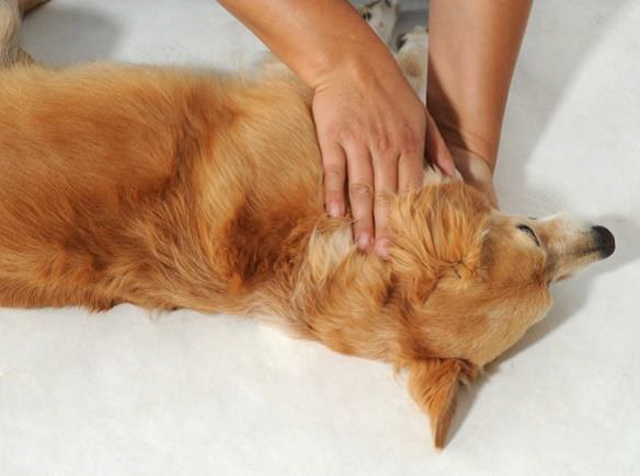 Breuss Massage und Rückenmobilisation am Hund