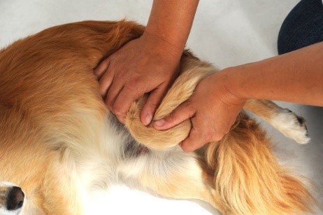 Breuss Massage und Rückenbehandlung am Hund