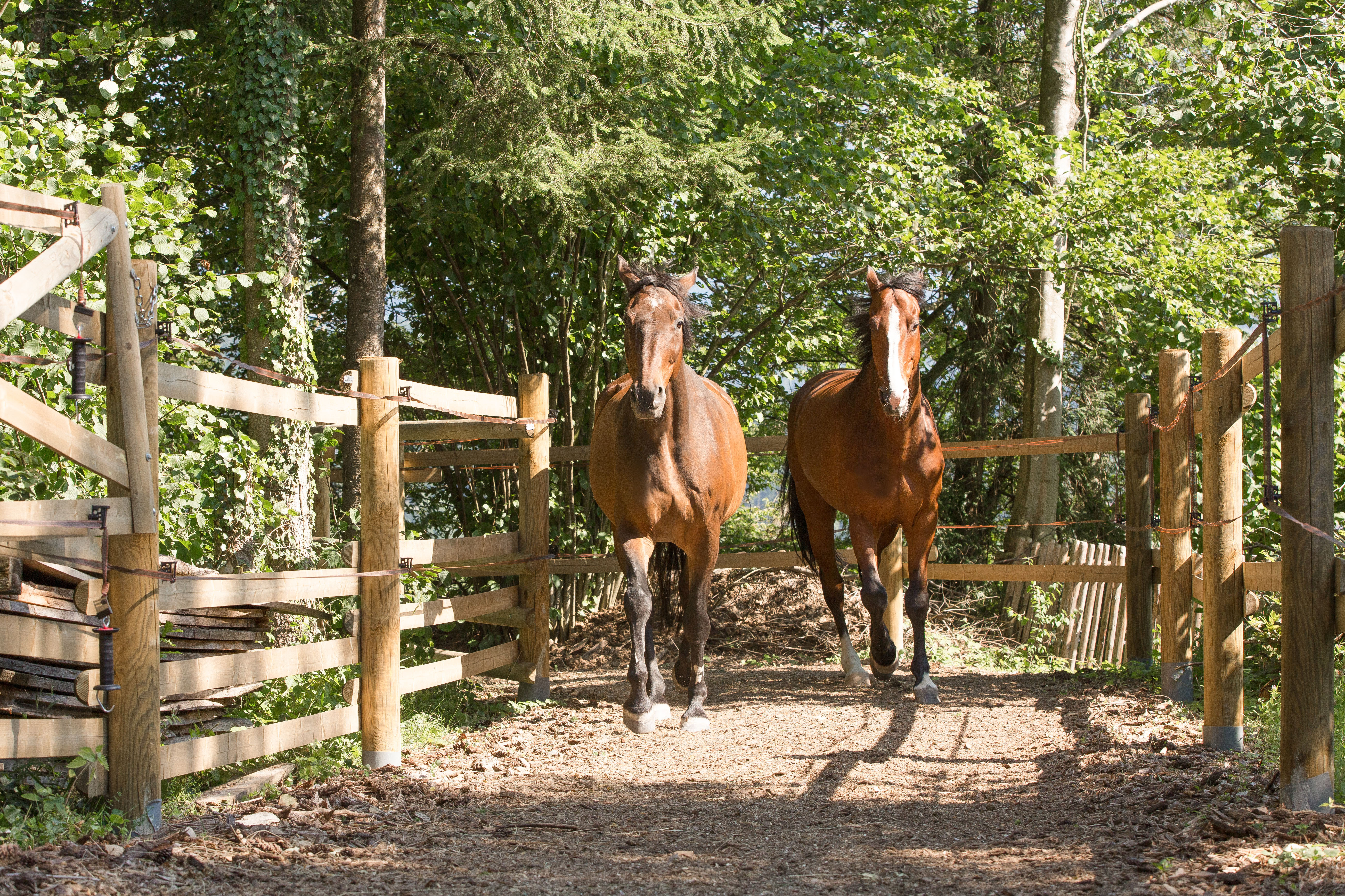 Kräutermedizin für Pferde