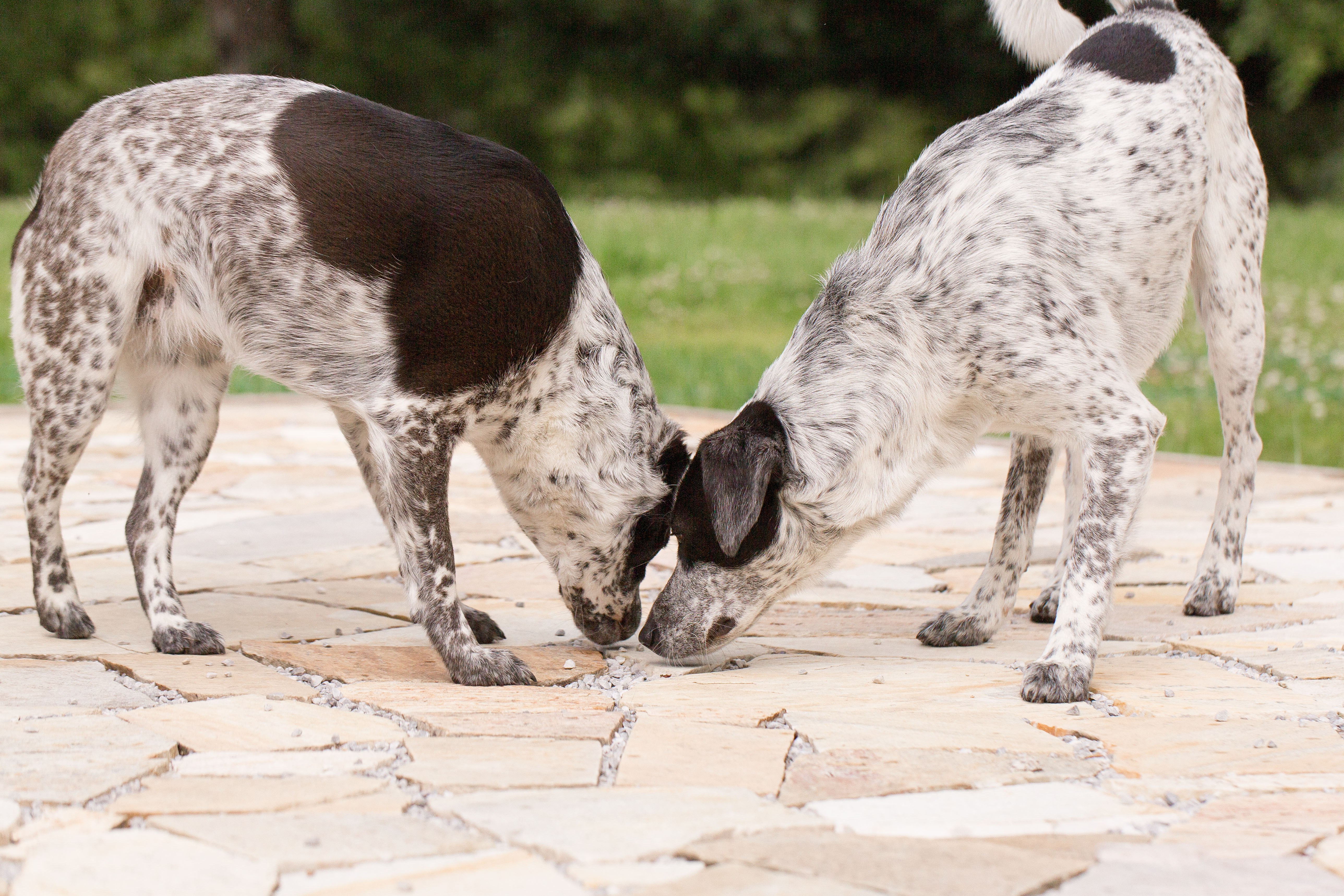 Kräutermedzin für Hund & Katze