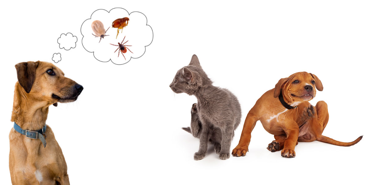 Parasitenfrei - Natürlicher Parasitenschutz für Katze und Hund